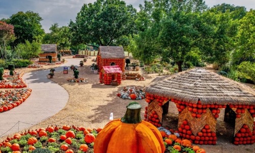 Pumpkin patch Pumpkin patch