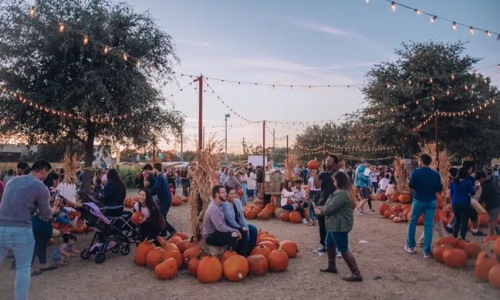 Pumpkin farm with people Pumpkin farm with people