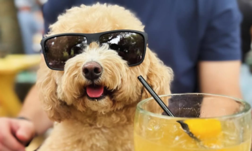 Dog with sunglasses and a drink