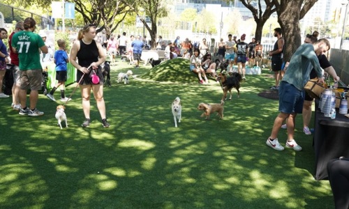 Park with people and dogs